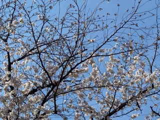 「太鼓の達人 楽曲募集だドン ！2024」玉蟲海月